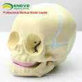 SKULL04 (12330) Modelo de Crânio Fetal de Ciências Médicas 30 Semanas, Anatomical Infant Skull Model